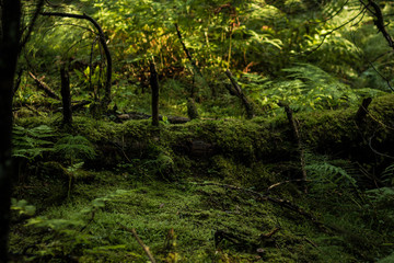 moss in the forest