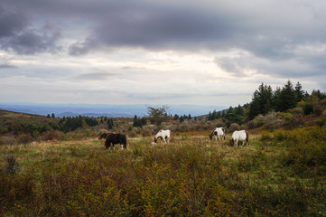 Grazing ponies at dusk, Grayson Highlands