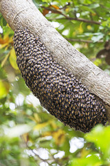 Wild bees hive on the tree