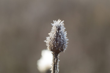 berries, flowers and frozen buds