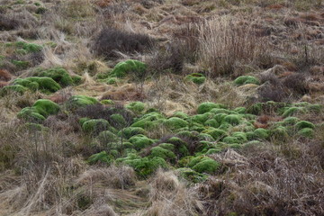 Farbtupfer in Moorwiese