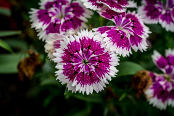 Obraz premium Pink flower on green leaves