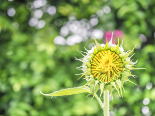 Sunflower are growing and blooming with blurry green nature background