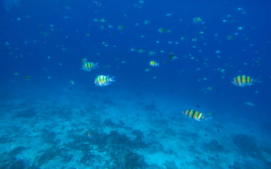Underwater landscape with dascillus coral fishes
