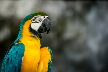 Green and yellow macaw on branch