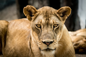 Lioness, Female lion