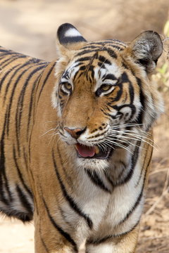 Female Bengal tiger, Panthera tigris tigris, in Ranthambore National Park, Rajasthan