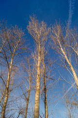 Trees in a park on winter season