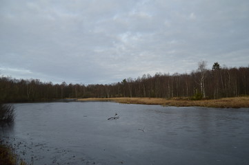 Moorsee im Winter