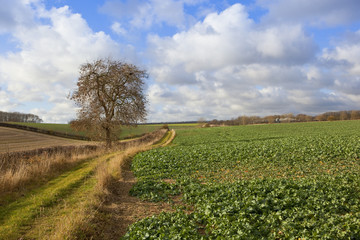 yorkshire wolds bridleway