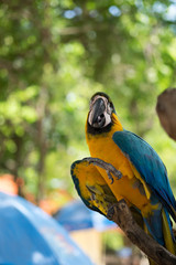 One eye parrot in the zoo