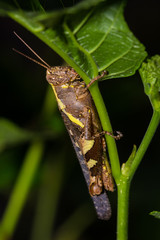 The Camouflage Grasshopper