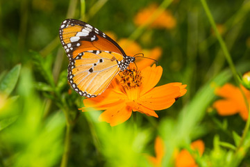 Fototapeta na wymiar Plain Tiger Butterfly(Danaus chrysippus), Butterfly