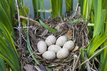 Moorhen's nest, with seven eggs laid, made with twigs among iris plants in a pond in Swinbrook, the Cotswolds, Oxfordshire, UK