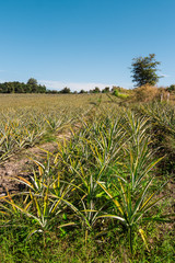 Obraz premium pineapple plantation in Chiang rai, Thailand