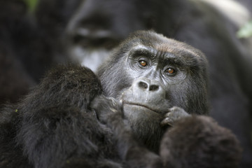 Portrait of wild free mountain gorilla