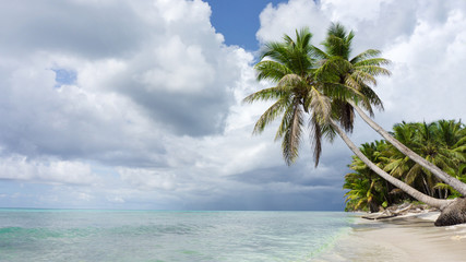 Fototapeta na wymiar Tropical beach with palms in Caribbean Sea