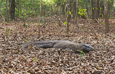 Komodo dragon in Komodo island
