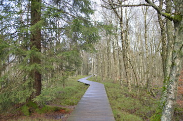 Fototapeta premium Moorwald mit Holzsteg