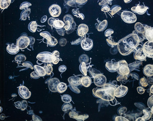Little jellyfish