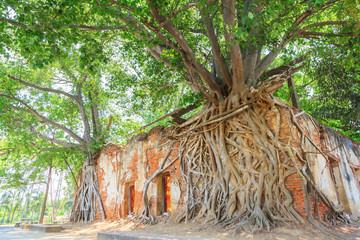 Ancient brick temple with root tree, Wat Sung Kratai, Thailand
