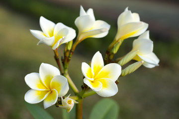 small plumeria flower closeup