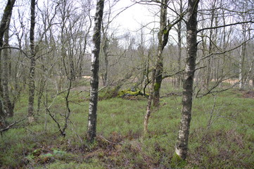 Naklejka premium Birkenwald im Moor