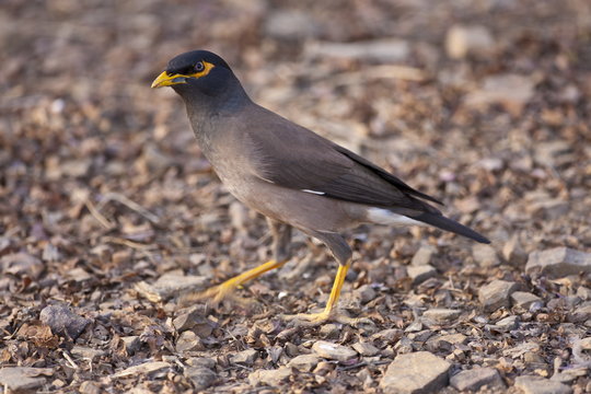 Common myna bird, Acridotheres tristis, in Ranthambhore National Park, Rajasthan, Northern India