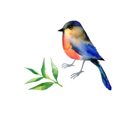 hand painting bird watercolor. isolated on white background.