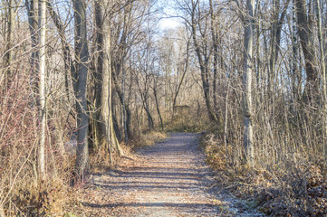 Trees in a park on winter season