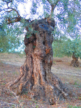 Old gnarled olive tree