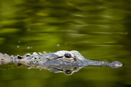 Alligator, and its reflection as a mirror image, in Turner River, Everglades, Florida