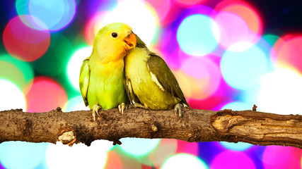 Blurred fairy lights background