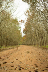 empty rural road near countryside in autumn season