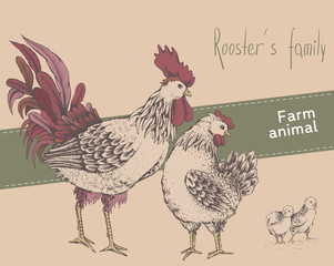 Rooster, hen, chicken - 130413577