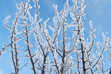 Winter frosty tree at sunny sky background