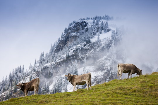 Traditional alpine cattle in the Bavarian Alps, Germany