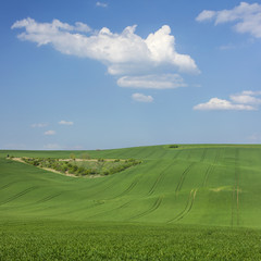 view to spring fields and white clouds in the blue sky