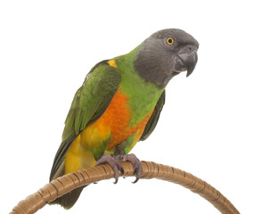 senegal parrot in studio
