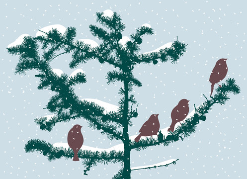 the sparrows on the fir branches