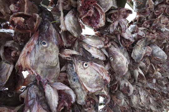 Stockfish cod drying on traditional racks, hjell, in the Arctic Circle on the island of Ringvassoya in region of Tromso, Northern Norway