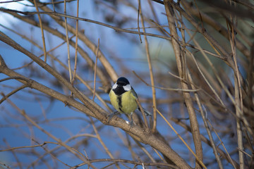 titmouse on a branch of tree at the manger