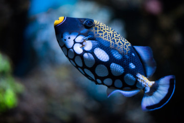 Balistoides conspicillum