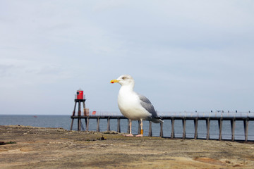 1716