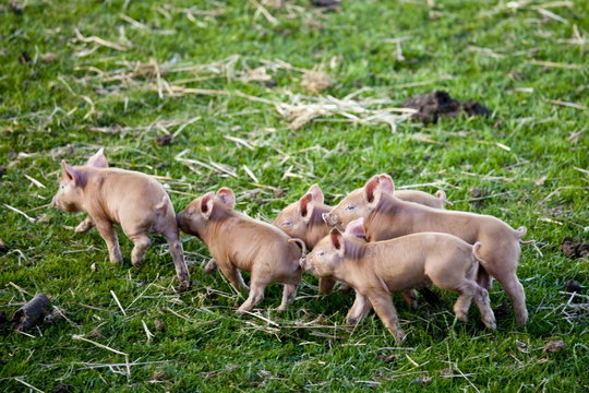 Tamworth piglets at the Cotswold Farm Park at Guiting Power in the Cotswolds, Gloucestershire, UK