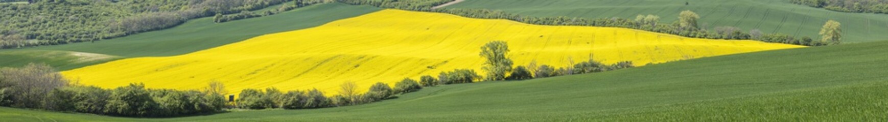 wide angle panorama of colored fields