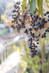 Tree branch detail - Black berries