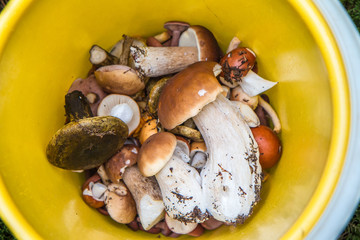 Fresh boletus mushrooms in a yellow bucket after a mushrooming trip.