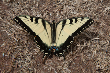 Fototapeta na wymiar A Tiger Swallowtail butterfly rests on the ground with its wings spread wide open.