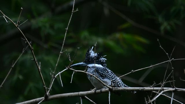 Black and white bird cleaning bill on a rock nearby a river before flying off and calling. 
Rare bird ,Crested Kingfisher finish eating a fish ,soundtrack of bird calling ,low light condition.
